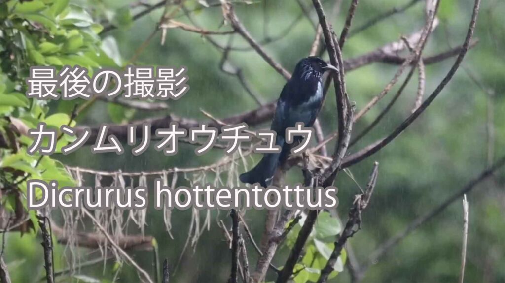 【最後の撮影】 カンムリオウチュウ Dicrurus hottentottus