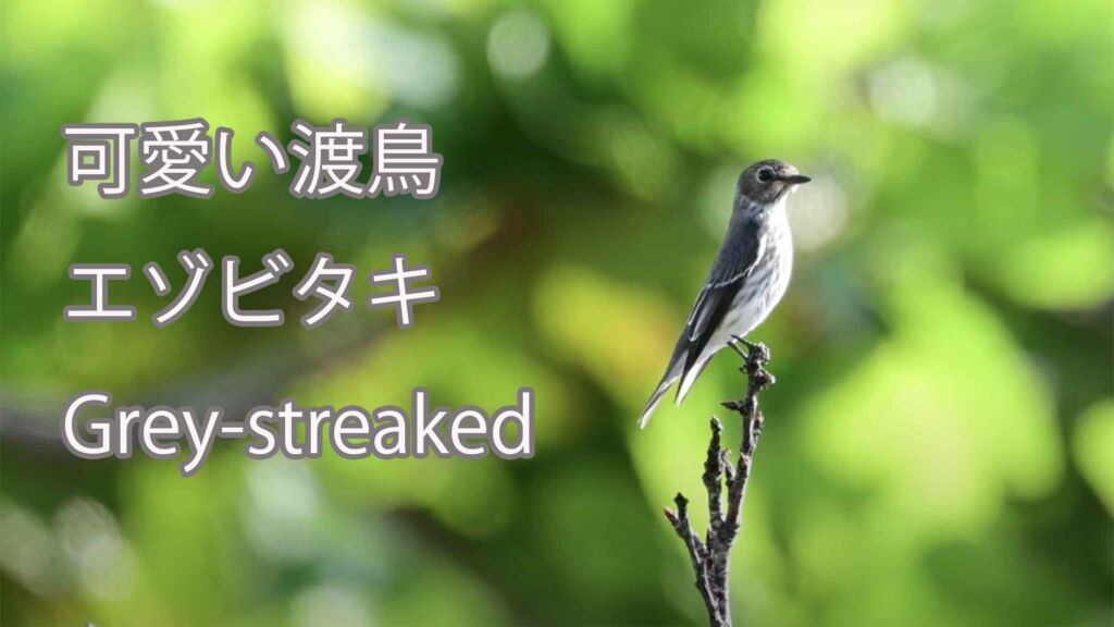 【可愛い渡鳥】  エゾビタキ  Grey-streaked