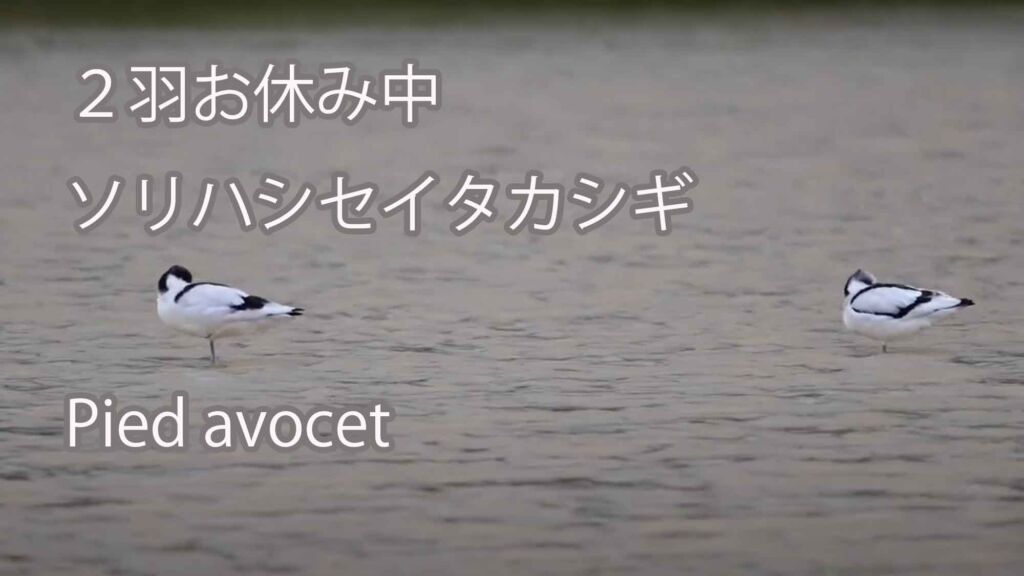 【２羽お休み中】ソリハシセイタカシギ Pied avocet