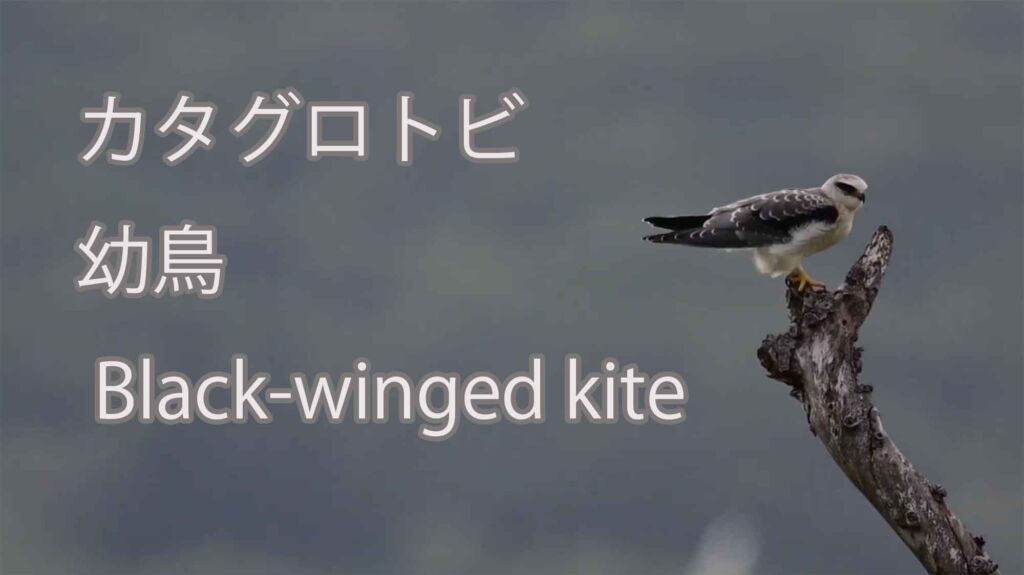 【幼鳥】 カタグロトビ Black-winged kite