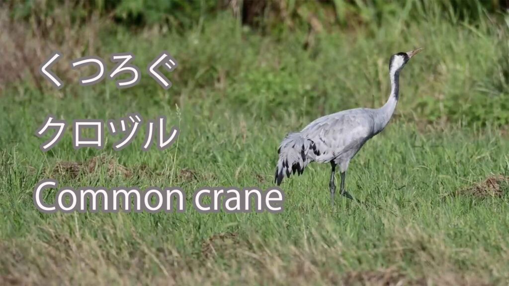 【くつろぐ】クロヅル Common crane