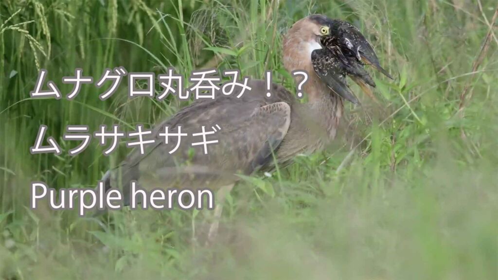 【ムナグロ丸呑み！？】 ムラサキサギ Purple heron