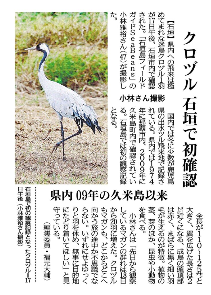 沖縄タイムス　10月24日朝刊  「クロヅル　石垣で初確認」