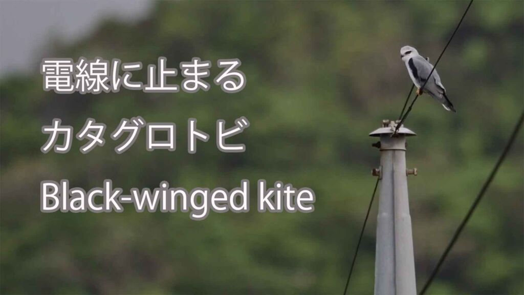 【電線に止まる】カタグロトビ Black-winged kite