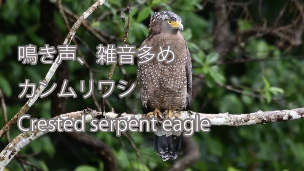 【鳴き声、雑音多め】 カンムリワシ Crested serpent eagle