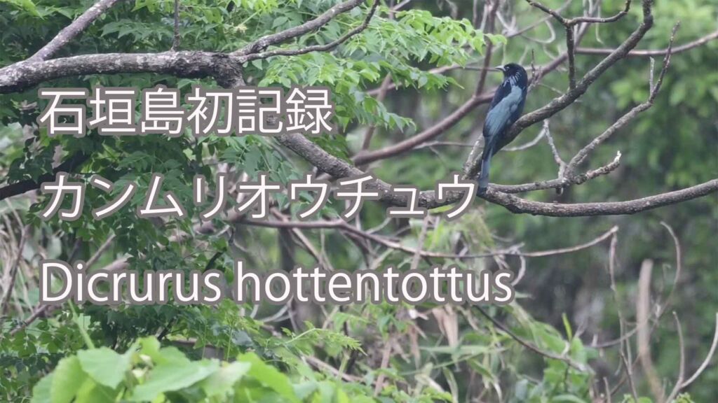 【石垣島初記録】 カンムリオウチュウ  Dicrurus hottentottus