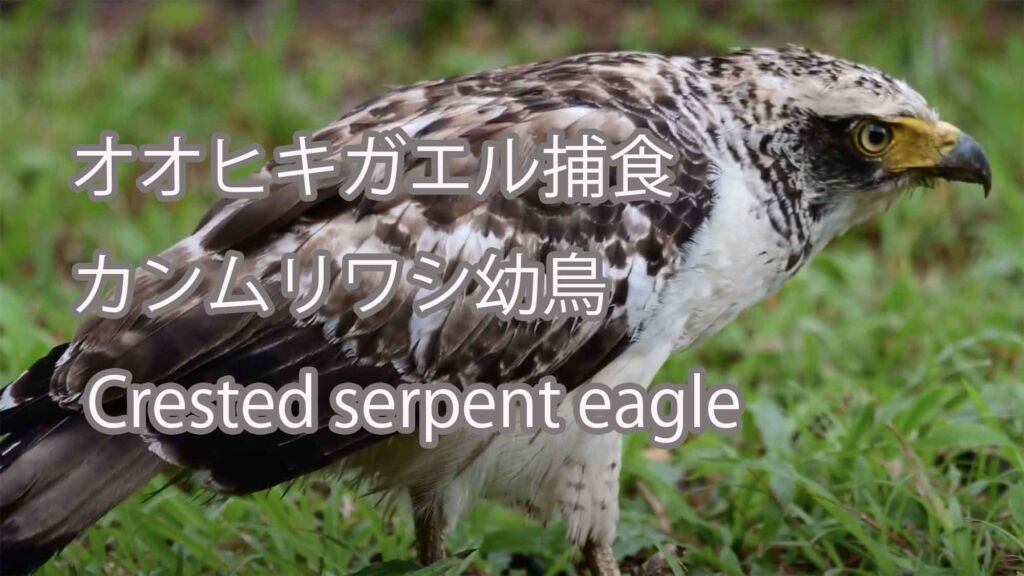 【オオヒキガエル捕食】 カンムリワシ幼鳥 Crested serpent eagle