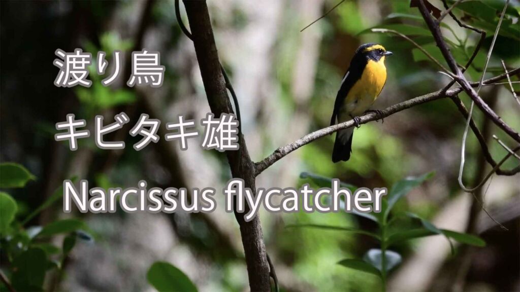 【渡り鳥】 キビタキ雄 Narcissus flycatcher