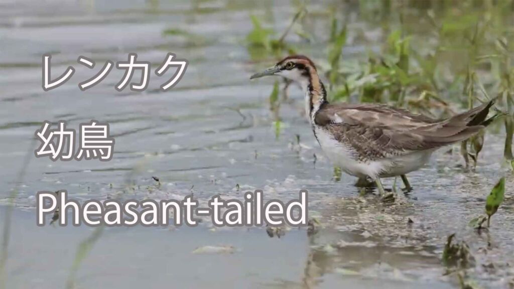 【幼鳥】レンカク Pheasant-tailed