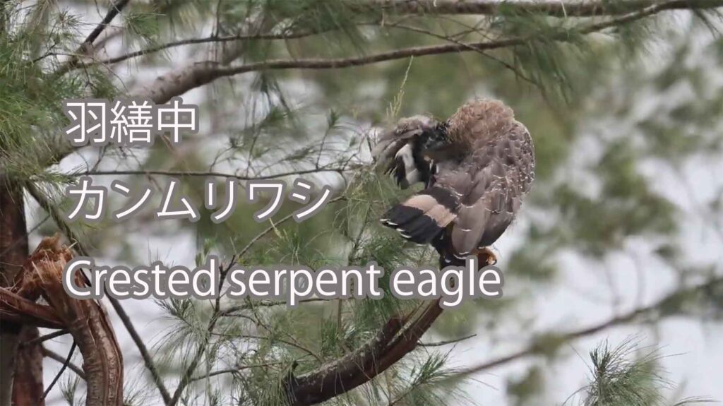 【羽繕中】カンムリワシ Crested serpent eagle