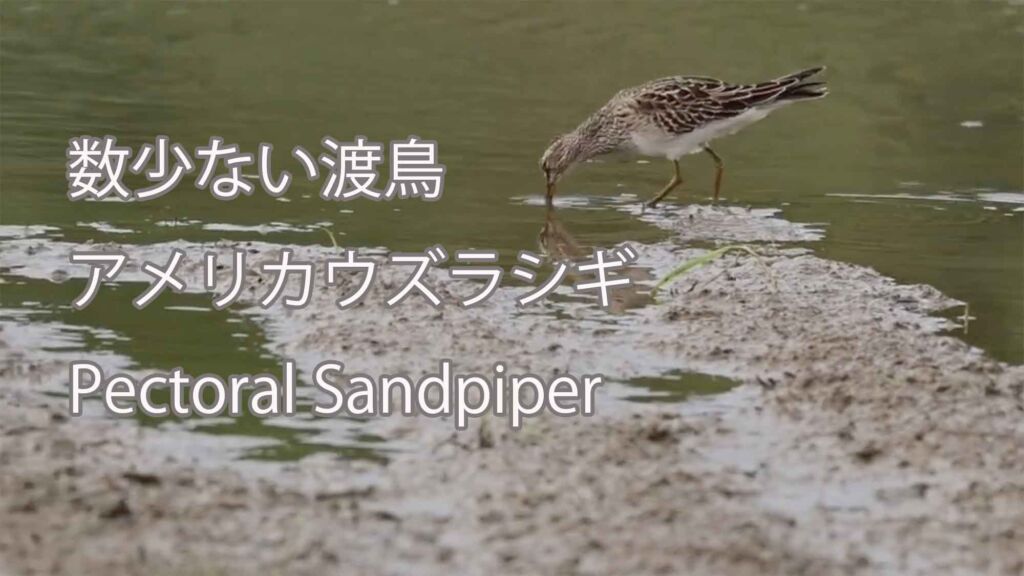 【数少ない渡鳥】 アメリカウズラシギ Pectoral Sandpiper