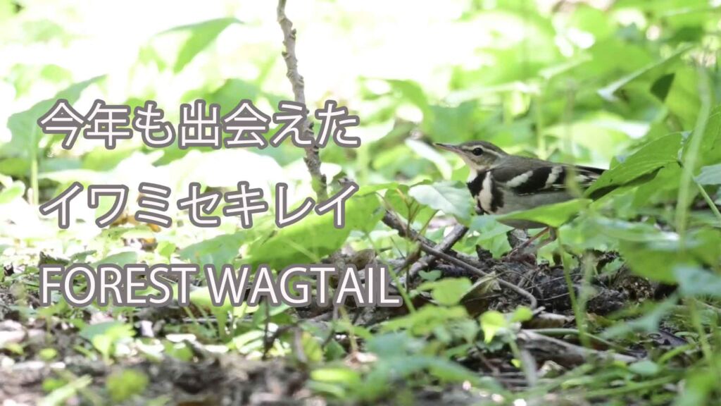 【今年も出会えた】  イワミセキレイ  FOREST WAGTAIL 