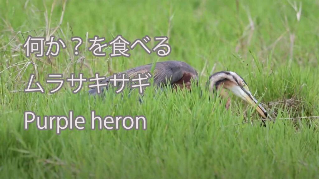 【何か？を食べる】 ムラサキサギ Purple heron