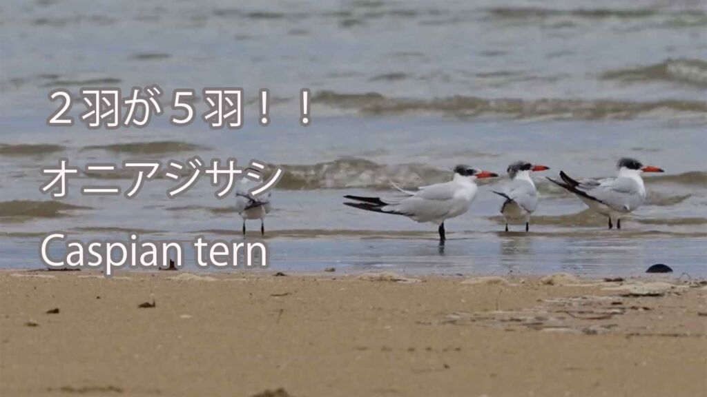 【２羽が５羽！！】オニアジサシ Caspian tern