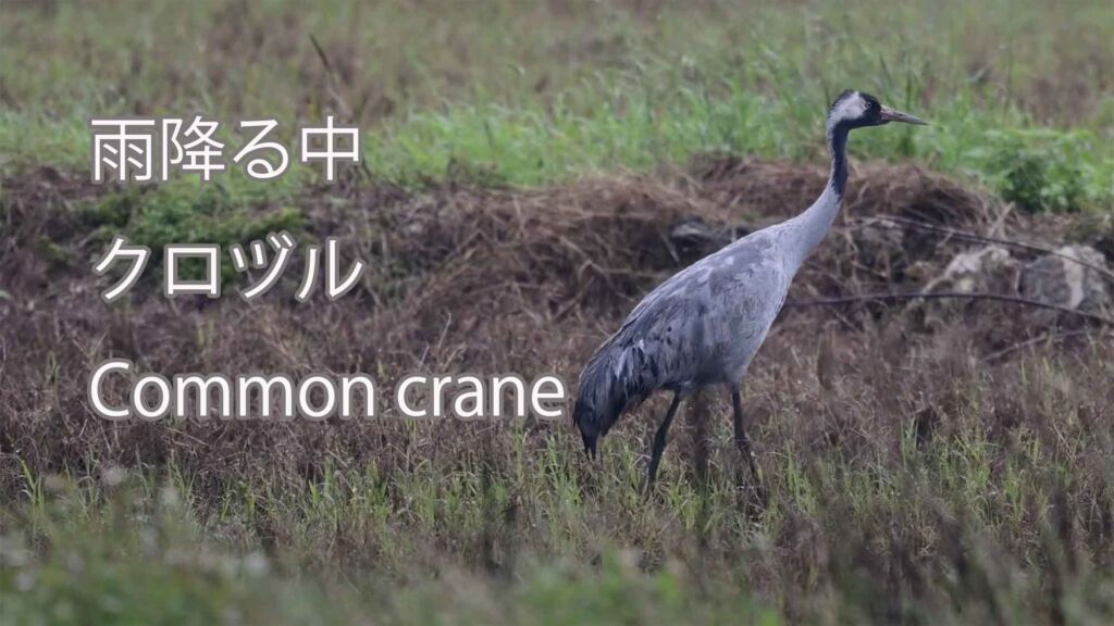【雨降る中】 クロヅル  Common crane