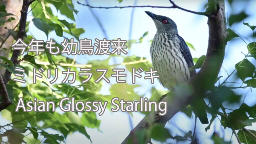 【今年も幼鳥渡来】ミドリカラスモドキ Asian Glossy Starling