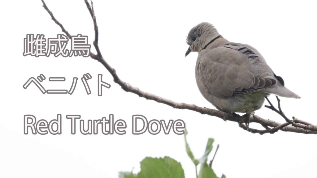 【雌成鳥】 ベニバト  Red Turtle Dove