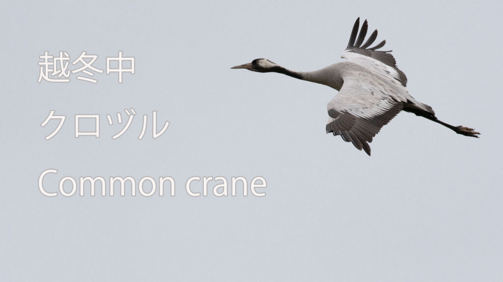 【越冬中】 クロヅル  Common crane