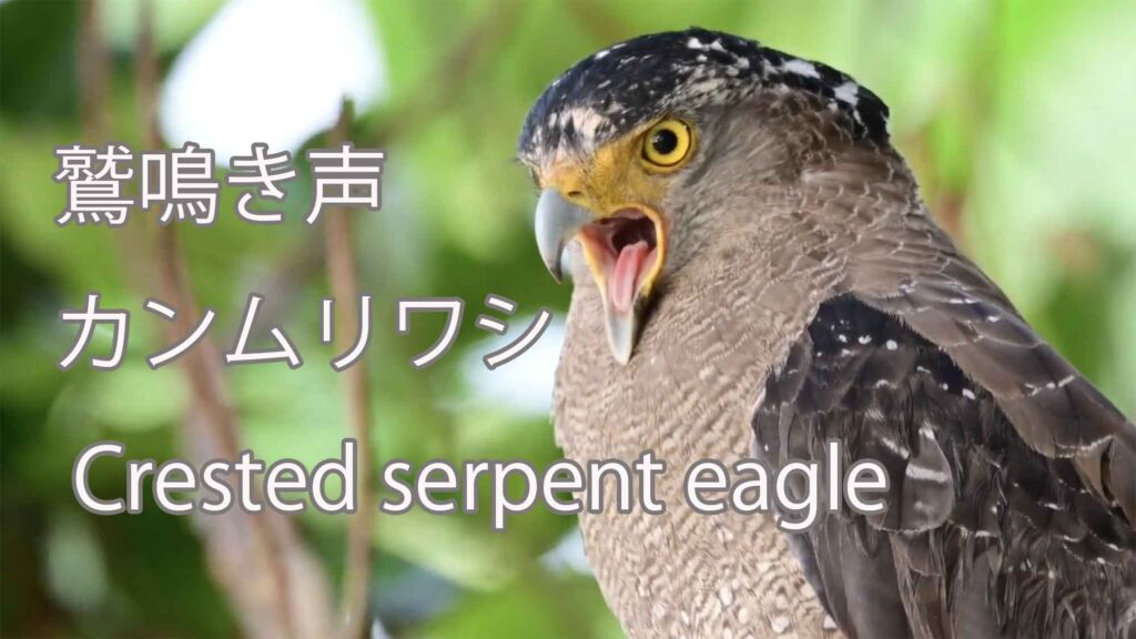 【鷲鳴き声】 カンムリワシ Crested serpent eagle