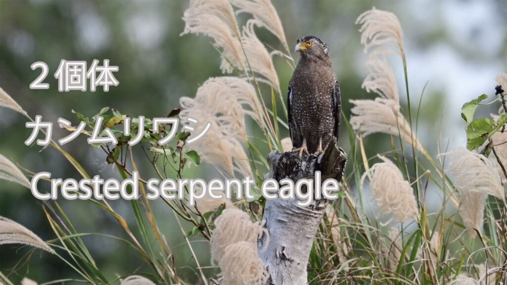 【２個体】 カンムリワシ Crested serpent eagle