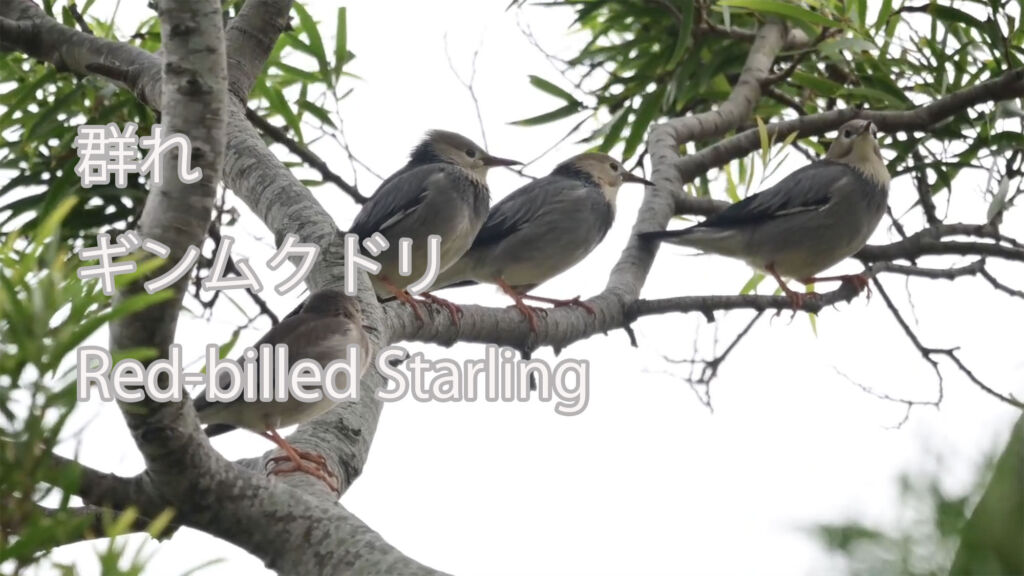 【群れ】 ギンムクドリ Red-billed Starling