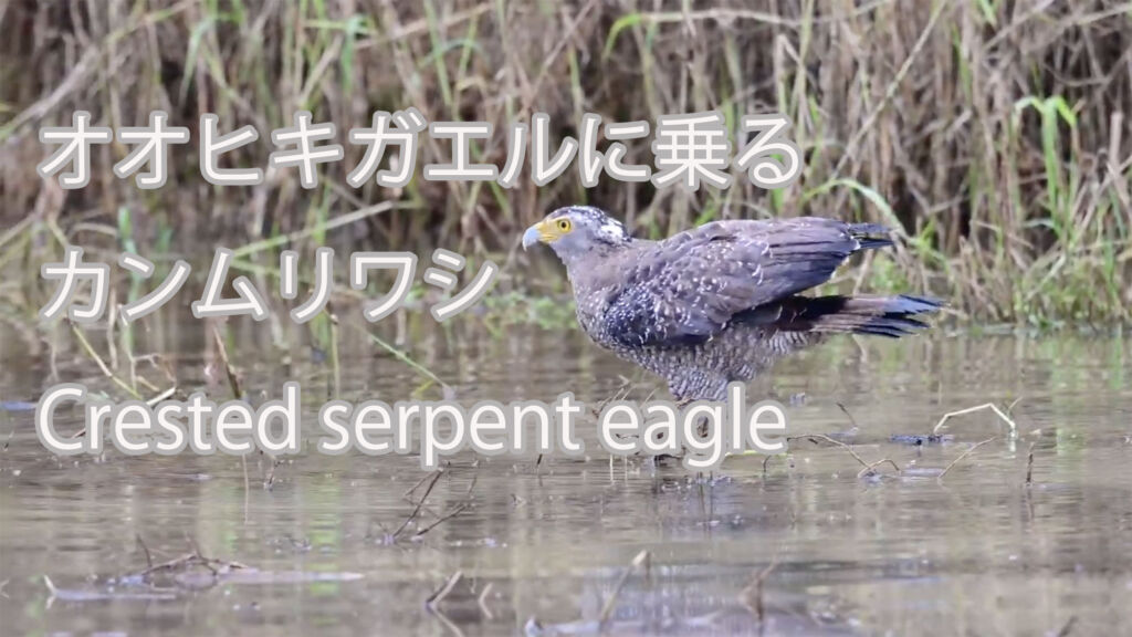 【オオヒキガエルに乗る】カンムリワシ Crested serpent eagle