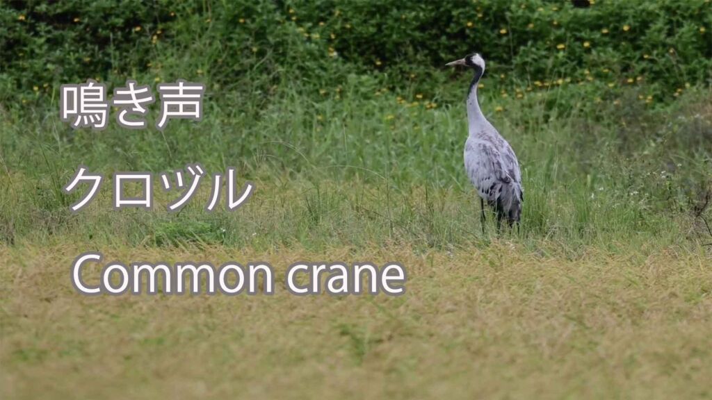 【鳴き声】 クロヅル Common crane
