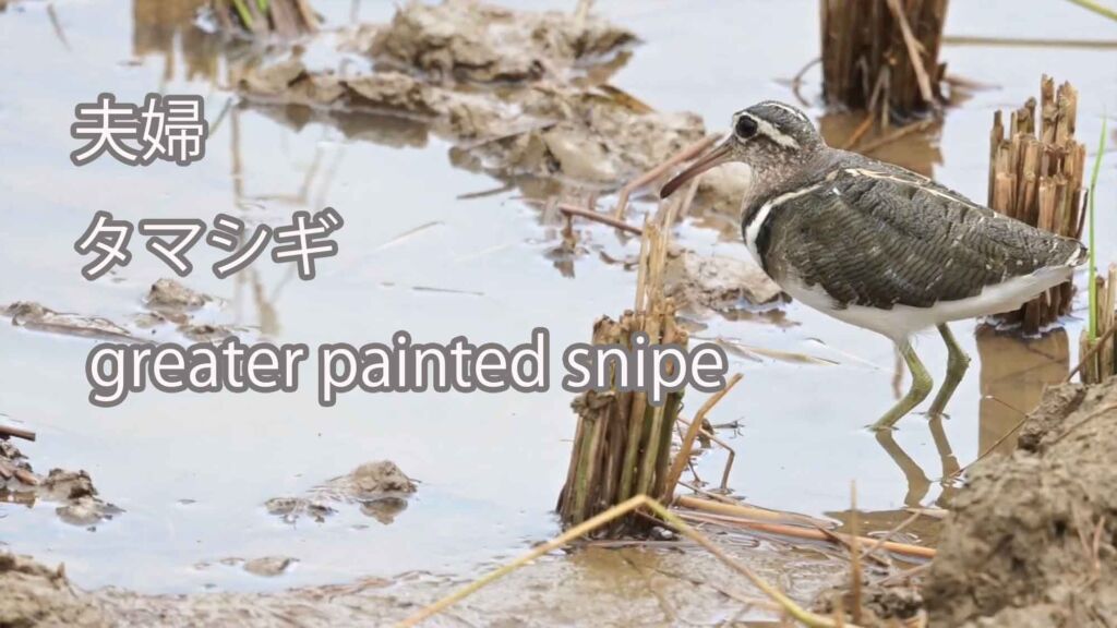 【夫婦】 タマシギ  greater painted snipe