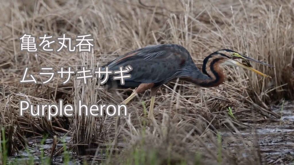 【亀を丸呑み】 ムラサキサギ Purple heron