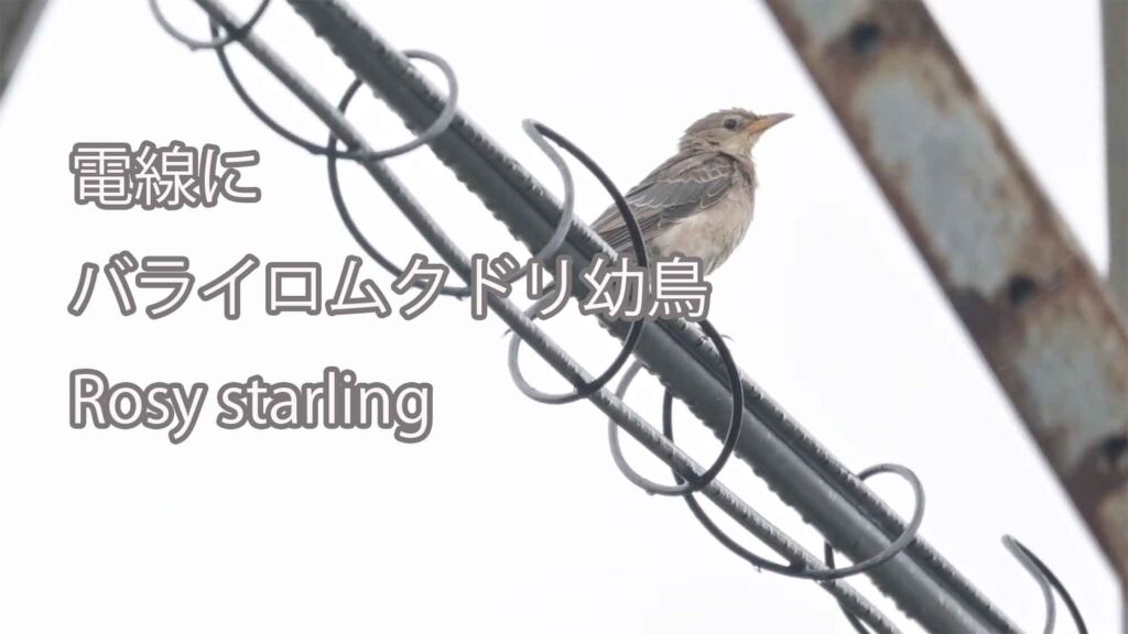 【電線に】  バライロムクドリ幼鳥  Rosy starling