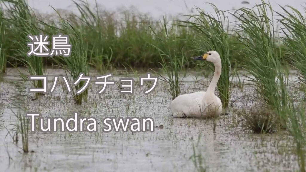 【迷鳥】 コハクチョウ  Tundra swan