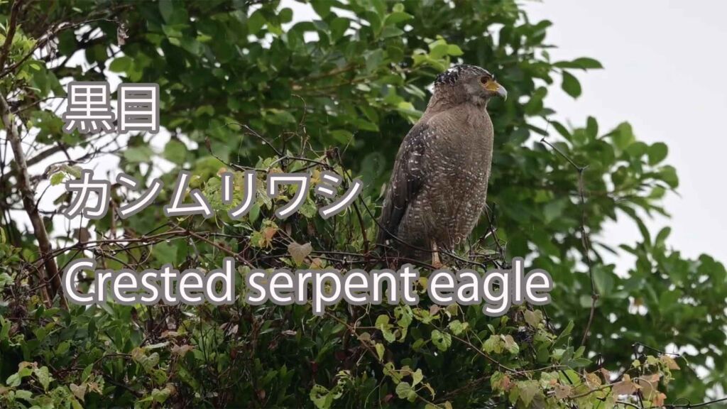 【黒目】カンムリワシ Crested serpent eagle