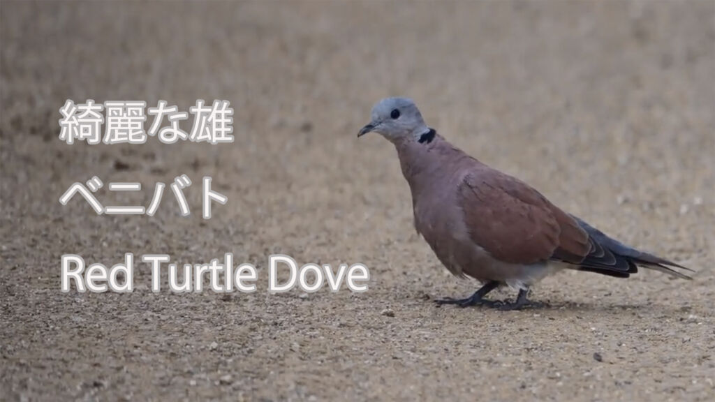 【綺麗な雄】ベニバト Red Turtle Dove