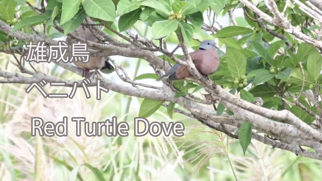 【雄成鳥】ベニバト Red Turtle Dove