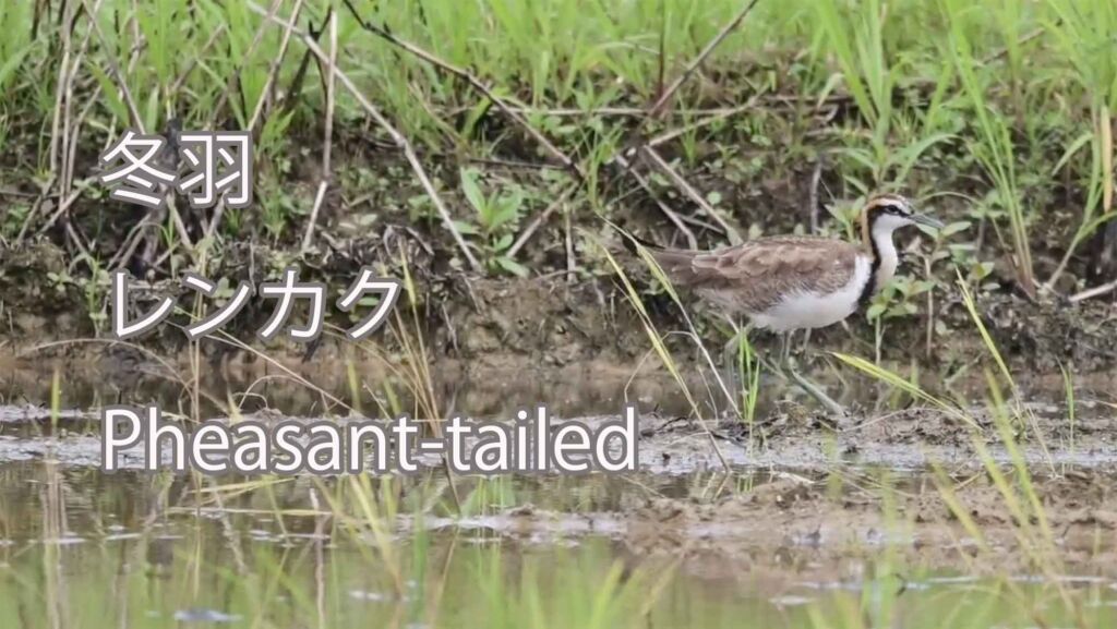 【冬羽】 レンカク Pheasant-tailed