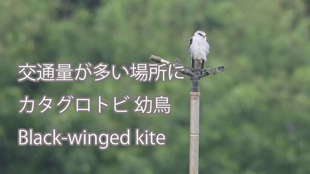 【交通量が多い場所に】 カタグロトビ幼鳥  Black-winged kite