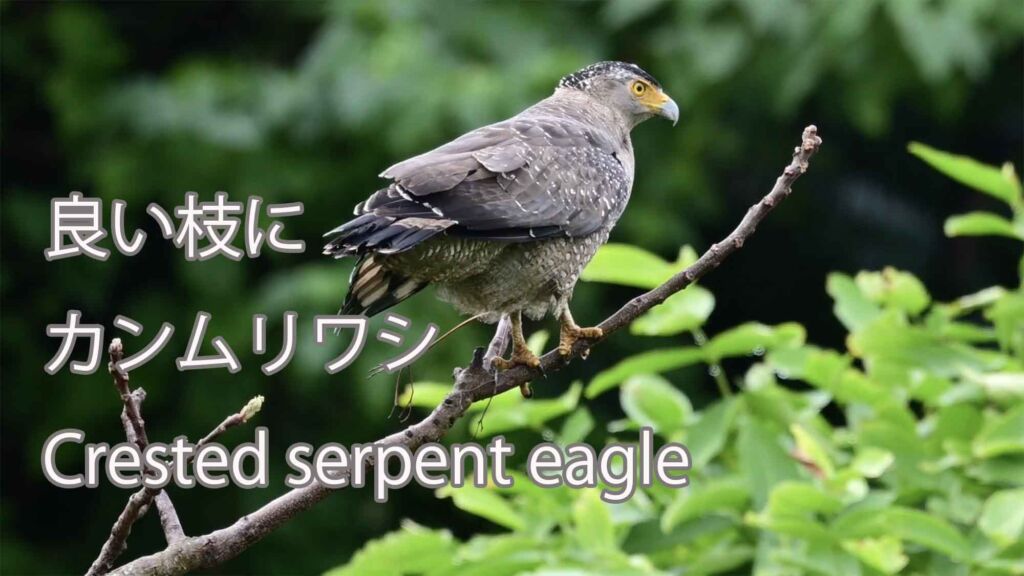 【良い枝に】 カンムリワシ  Crested serpent eagle
