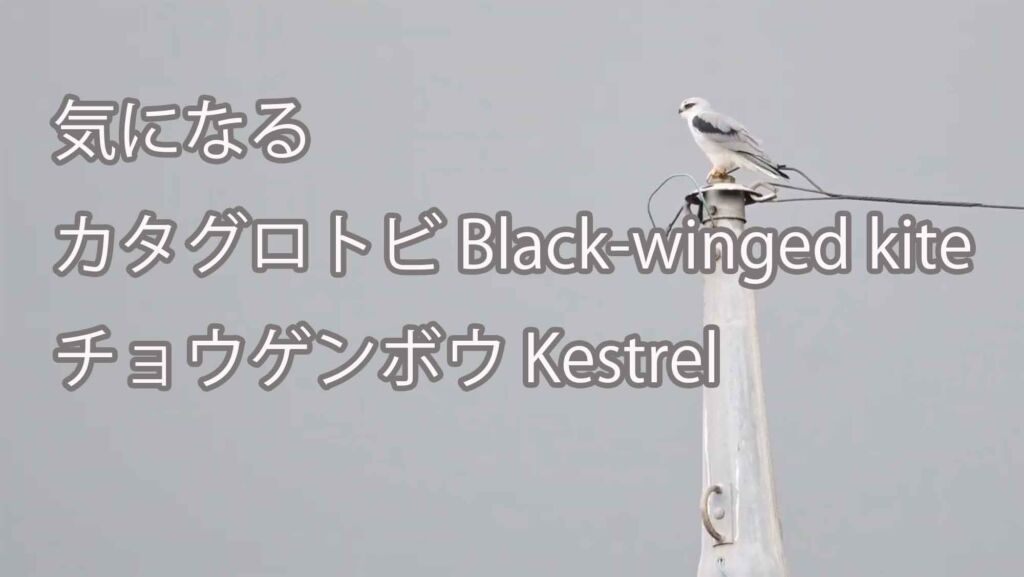 【気になる】 カタグロトビ Black-winged kiteと チョウゲンボウ Kestrel
