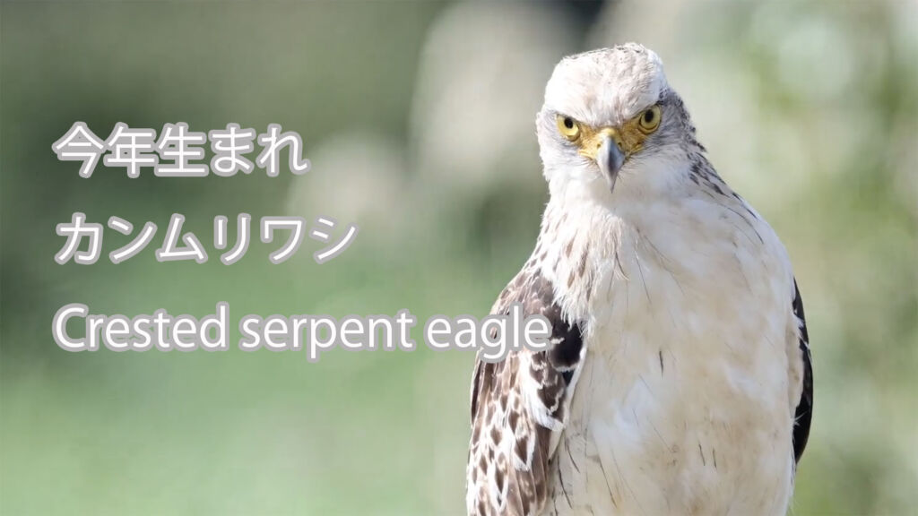 【今年生まれ】 カンムリワシ Crested serpent eagle