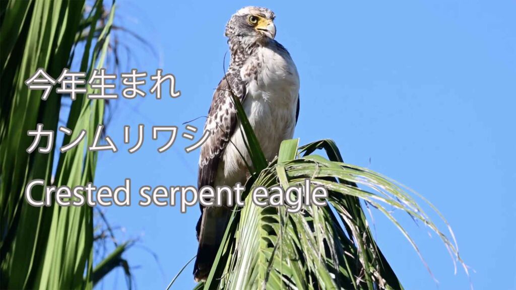 【今年生まれ】 カンムリワシ Crested serpent eagle
