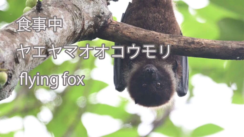 【食事中】 ヤエヤマオオコウモリ flying fox