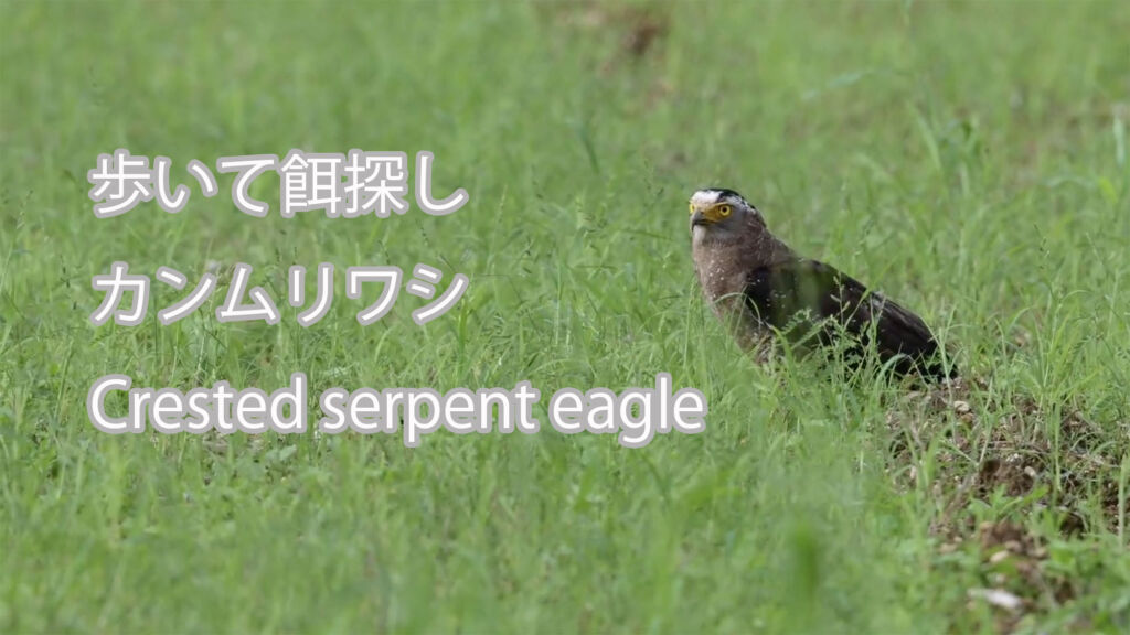 【歩いて餌探し】 カンムリワシ Crested serpent eagle