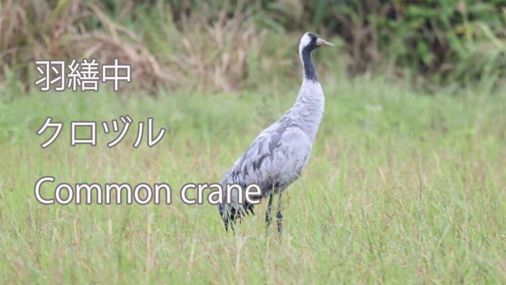 【羽繕中】  クロヅル  Common crane