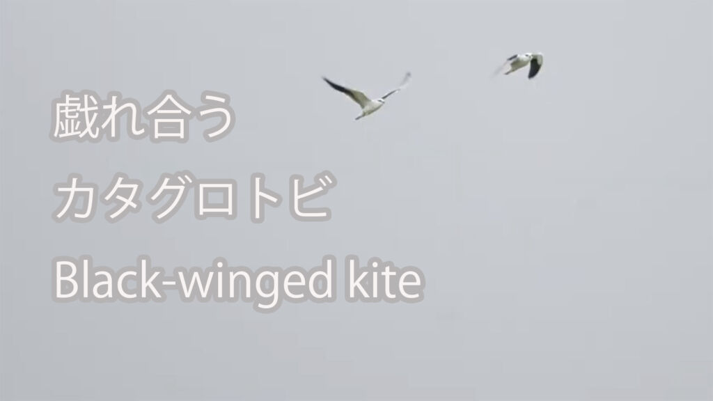 【戯れ合う】 カタグロトビ Black-winged kite