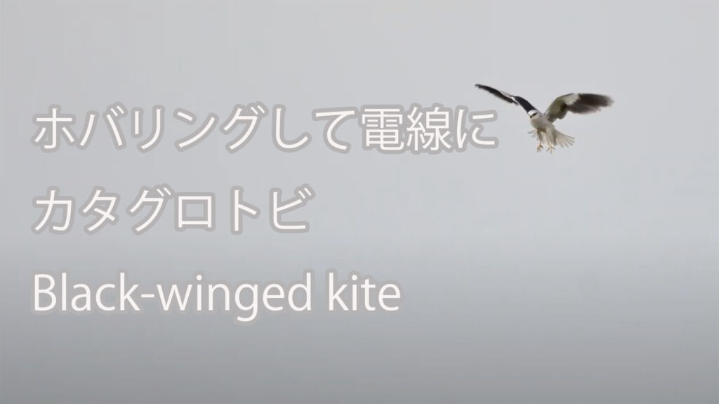 【ホバリングして電線に】 カタグロトビ Black-winged kite