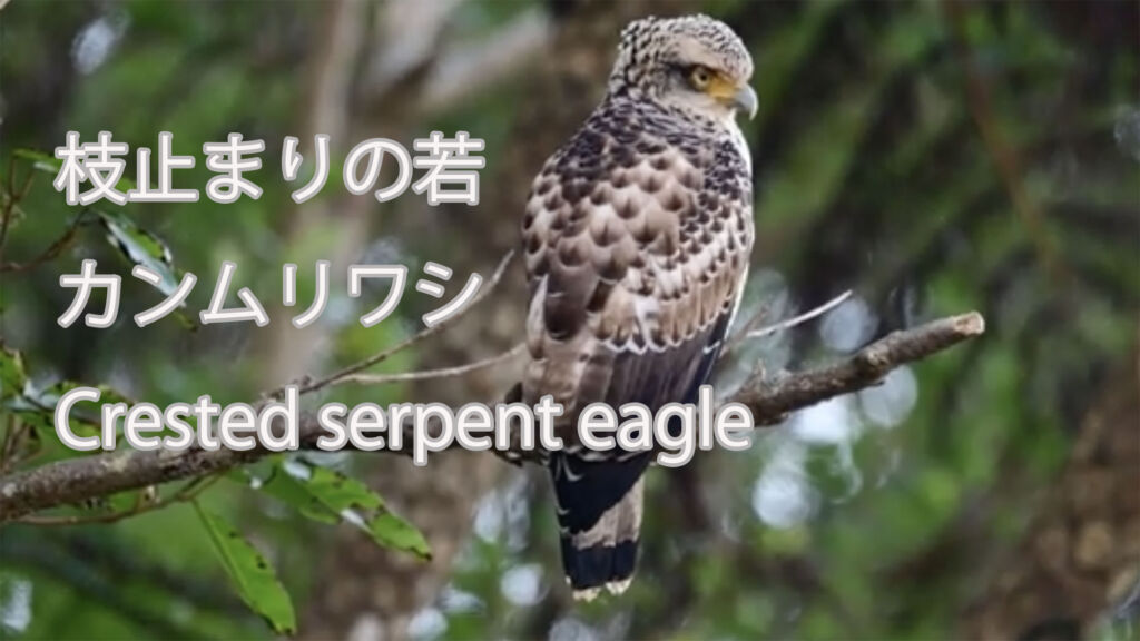 【枝止まりの若】 カンムリワシ Crested serpent eagle
