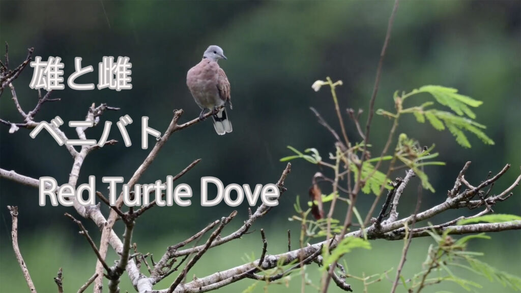 【雄と雌】  ベニバト  Red Turtle Dove