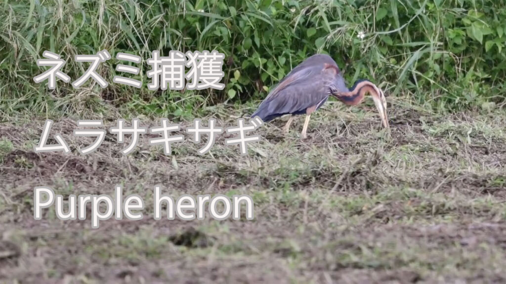 【ネズミ捕獲】 ムラサキサギ Purple heron