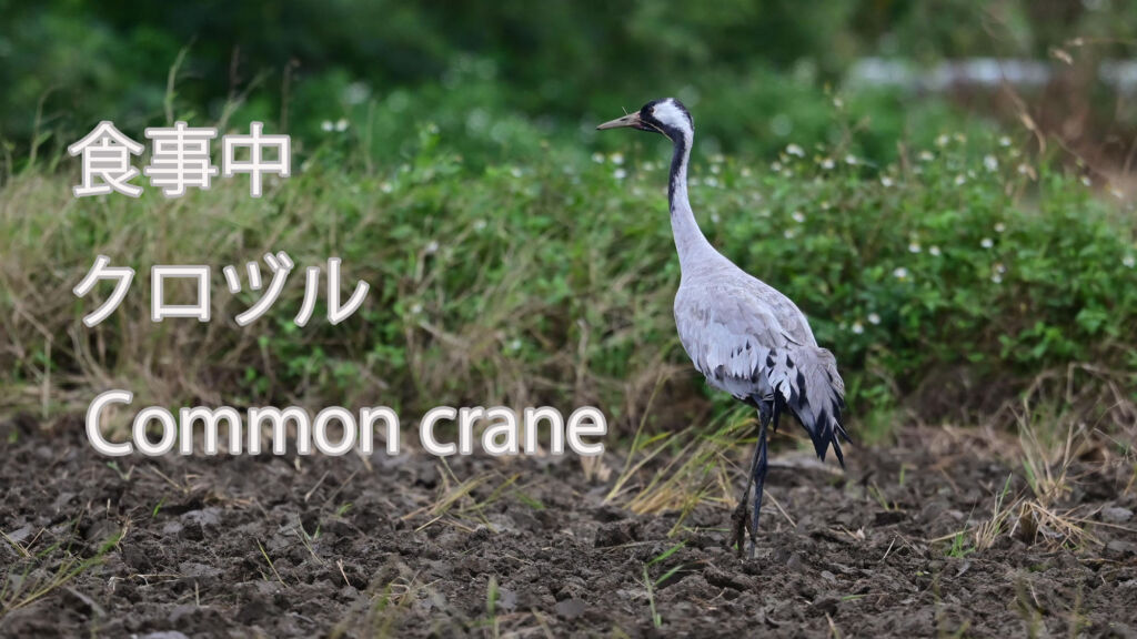 【食事中】 クロヅル Common crane