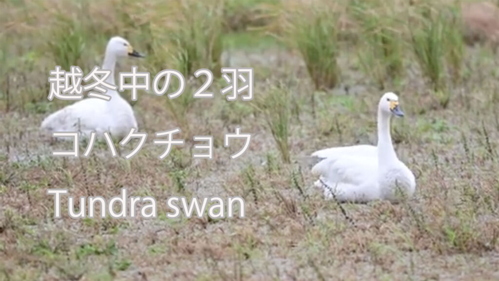 【越冬中の２羽】コハクチョウ Tundra swan